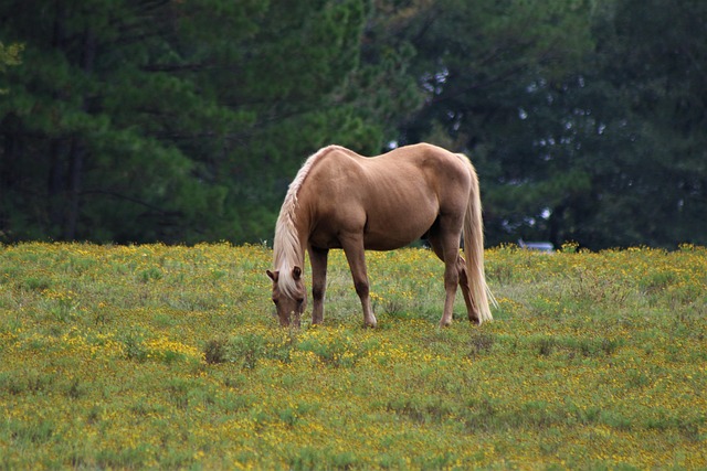 buckskin