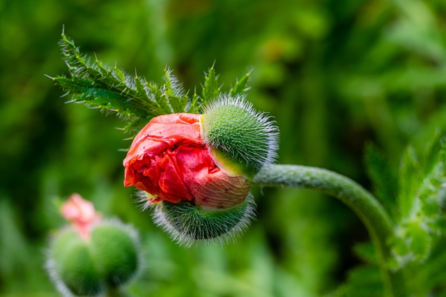 budding