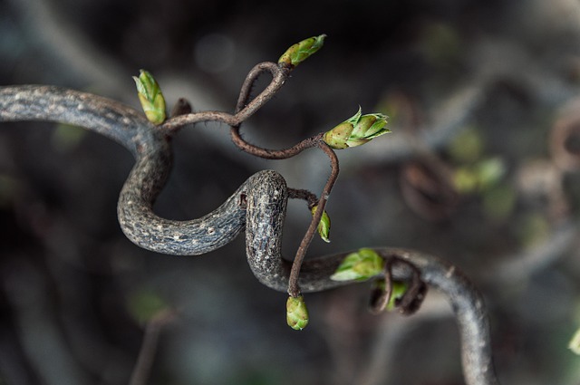 Buds
