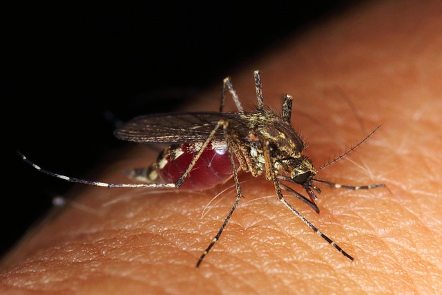 bug bite