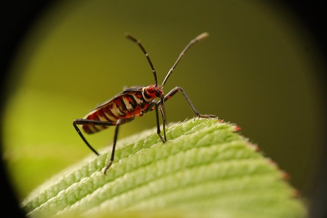 bug killer