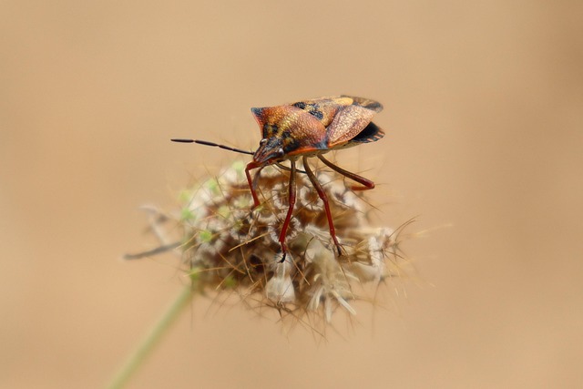 bugs