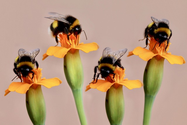 bumble