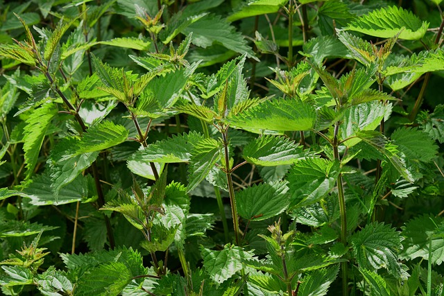burn plant
