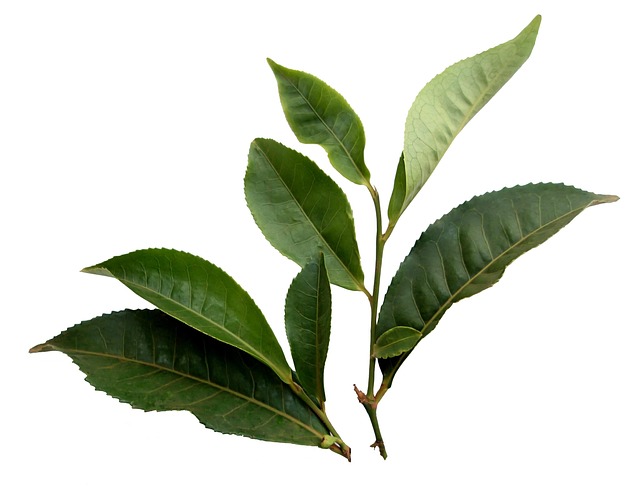 bush tea