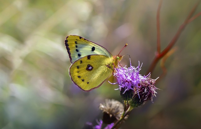 Hình ảnh minh họa ý nghĩa của từ butterfly effect