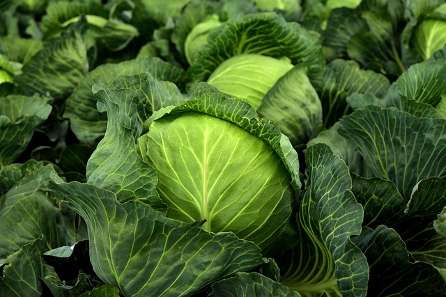 Hình ảnh minh họa ý nghĩa của từ cabbage