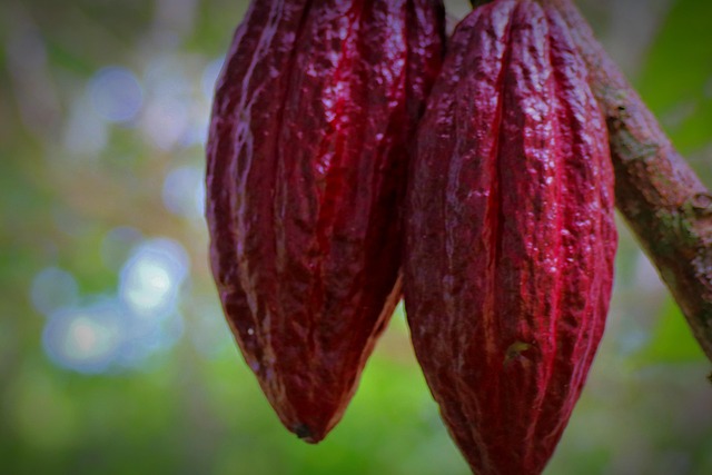 Hình ảnh minh họa ý nghĩa của từ cacao