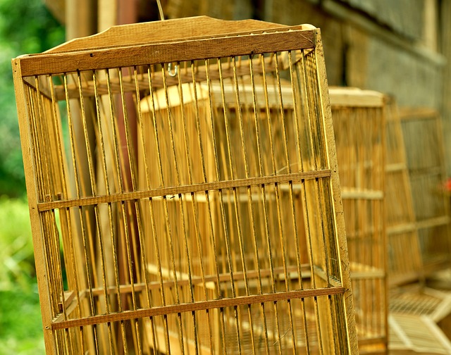 Hình ảnh minh họa ý nghĩa của từ cage-reared