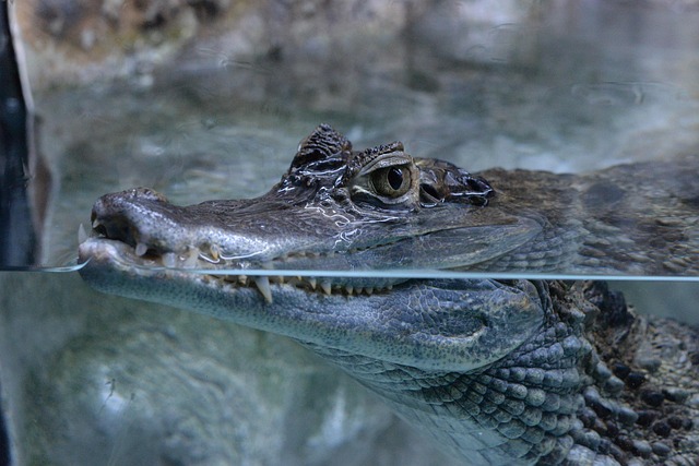 caiman
