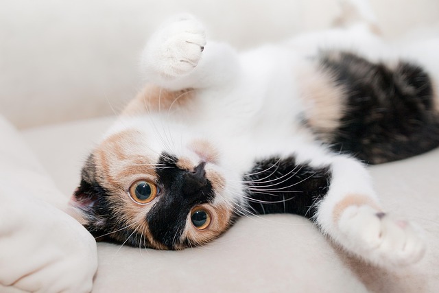 calico cat