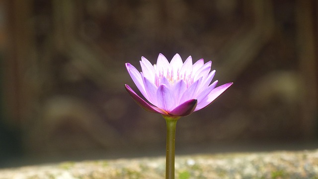 calm spirit