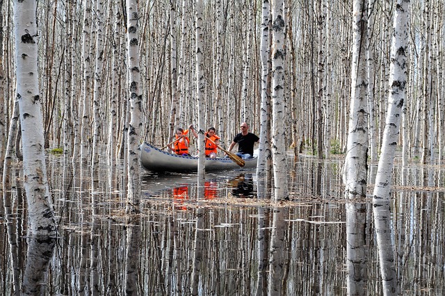 canoe birch