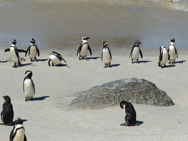 cape peninsula