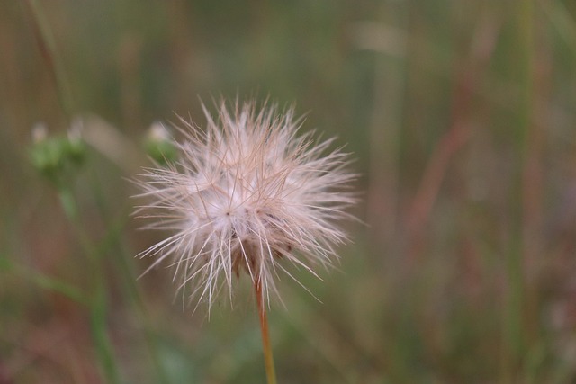 Hình ảnh minh họa ý nghĩa của từ capitulating