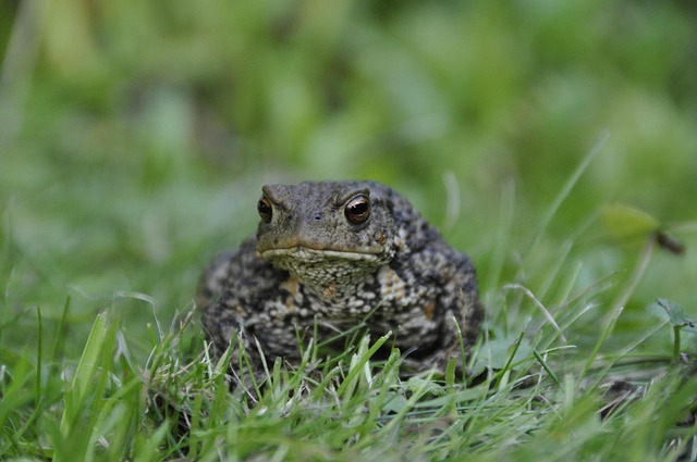 Hình ảnh minh họa ý nghĩa của từ capricious