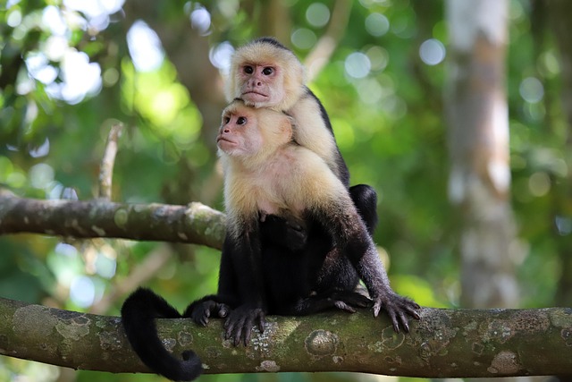 capuchin