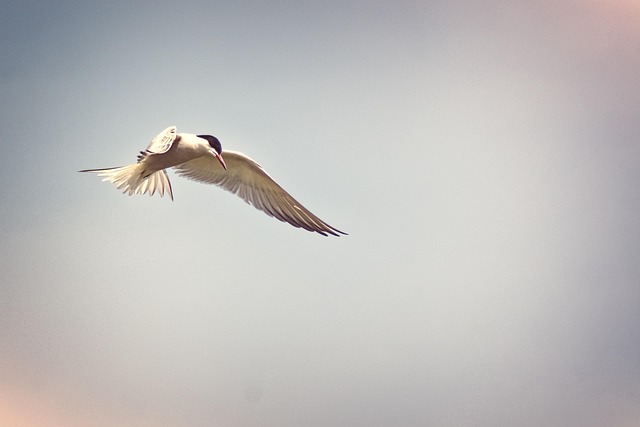 Hình ảnh minh họa ý nghĩa của từ career standstill