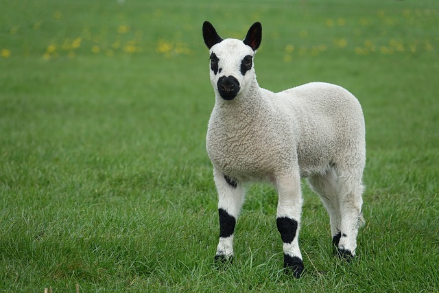 Hình ảnh minh họa ý nghĩa của từ caries