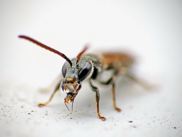 carnivorous insect