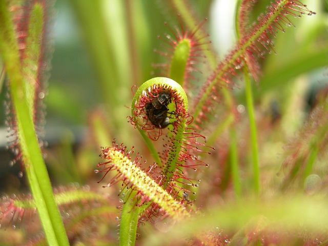 Hình ảnh minh họa ý nghĩa của từ carnivorous plant