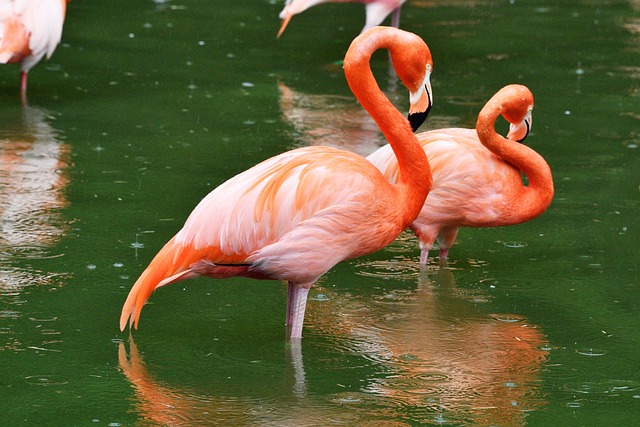 Hình ảnh minh họa ý nghĩa của từ carotenoid