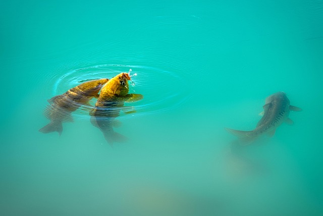 Hình ảnh minh họa ý nghĩa của từ carp