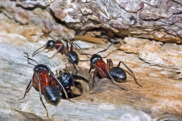 carpenter ant