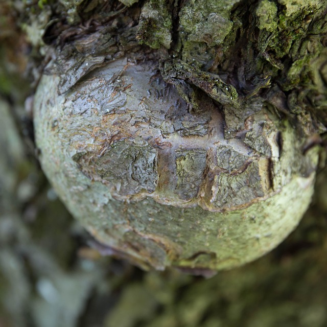 Hình ảnh minh họa ý nghĩa của từ cartilage