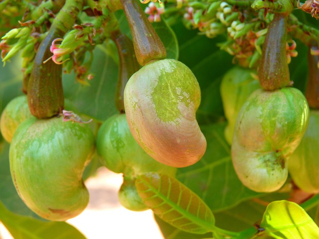 Hình ảnh minh họa ý nghĩa của từ cashew nut