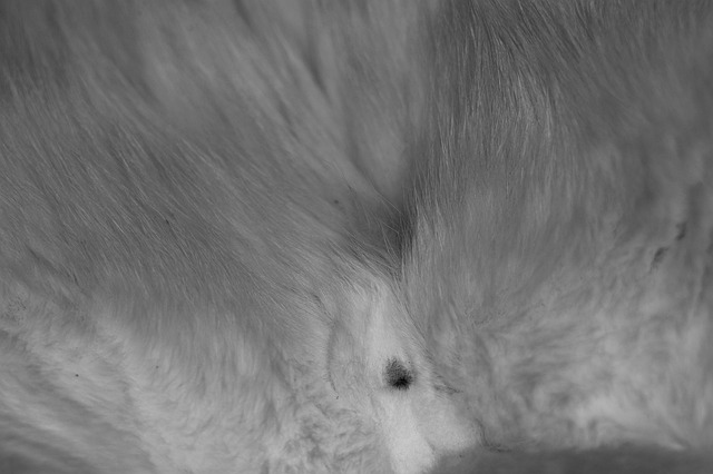 Hình ảnh minh họa ý nghĩa của từ castration