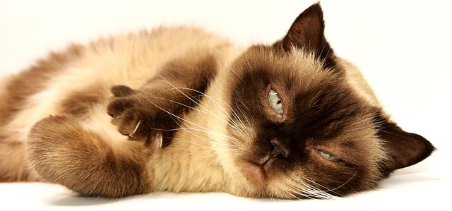 cat breeds