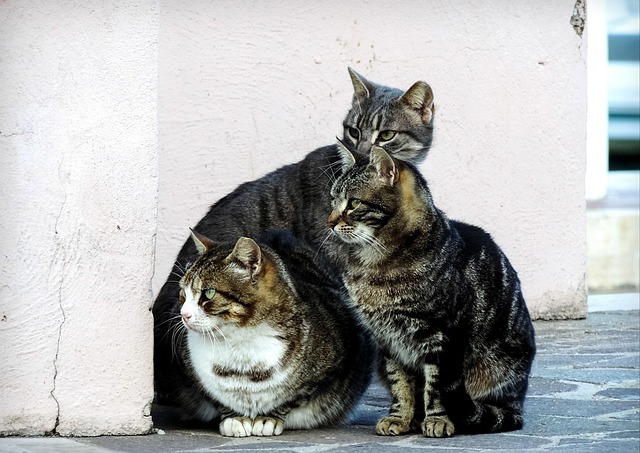 cat colony
