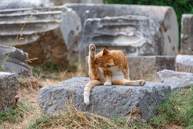 cat grooming