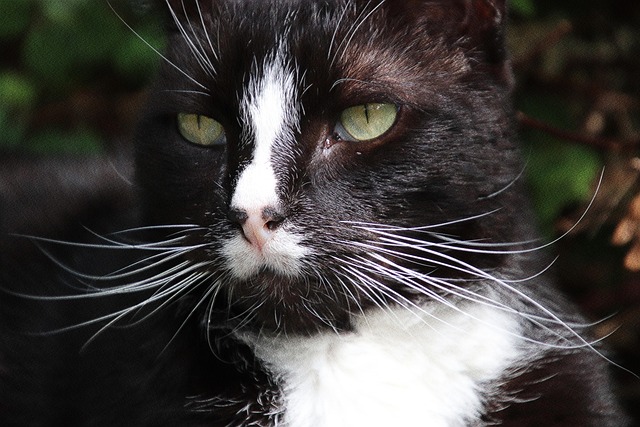 Hình ảnh minh họa ý nghĩa của từ cat's-eye effect