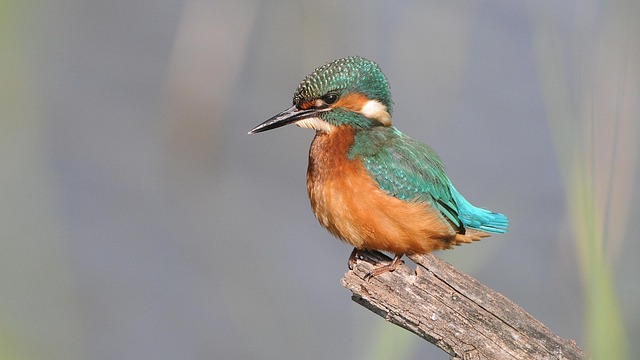 Hình ảnh minh họa ý nghĩa của từ catapult