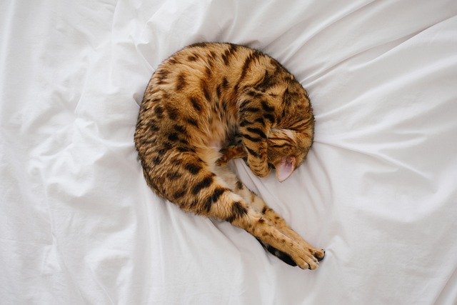 catnap