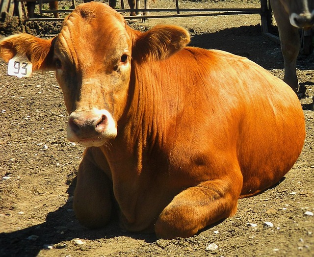 cattle market
