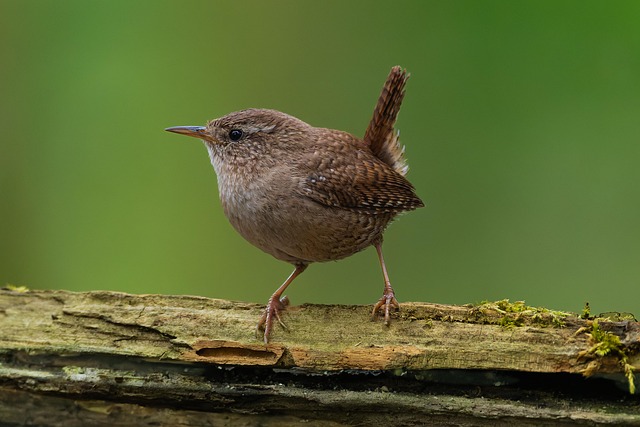 Hình ảnh minh họa ý nghĩa của từ cave dweller