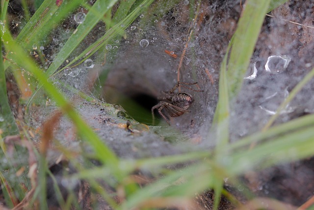 Hình ảnh minh họa ý nghĩa của từ cave pearl