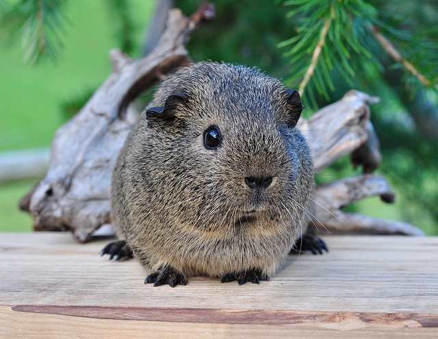 cavy