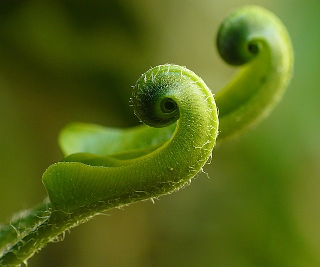 centipede