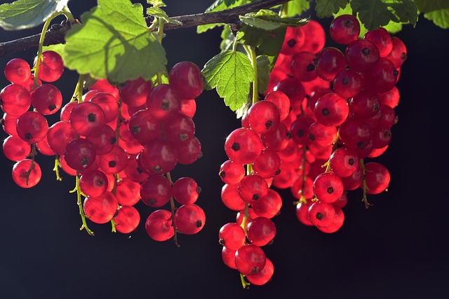central europe
