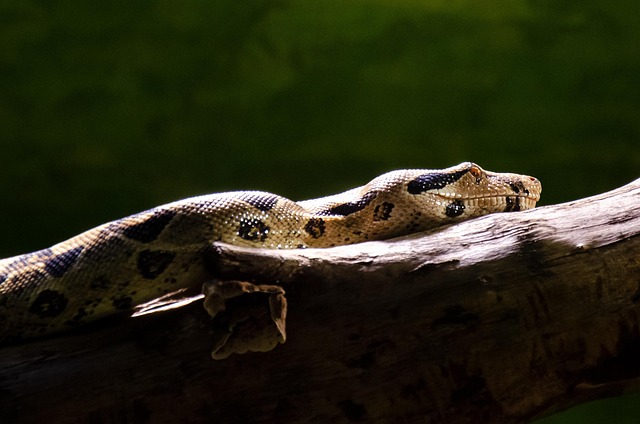 Hình ảnh minh họa ý nghĩa của từ central line