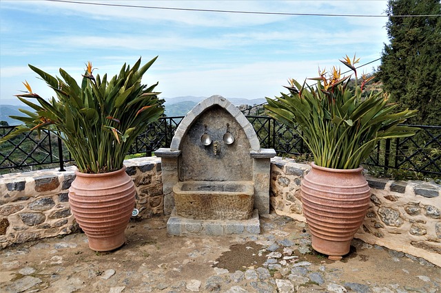 Hình ảnh minh họa ý nghĩa của từ cera alba