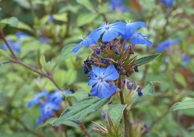 ceratostigma