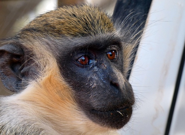 cercopithecidae