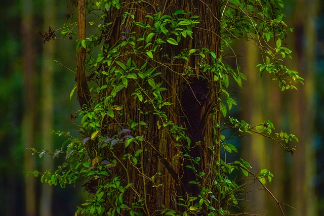 Hình ảnh minh họa ý nghĩa của từ cerebral cortex