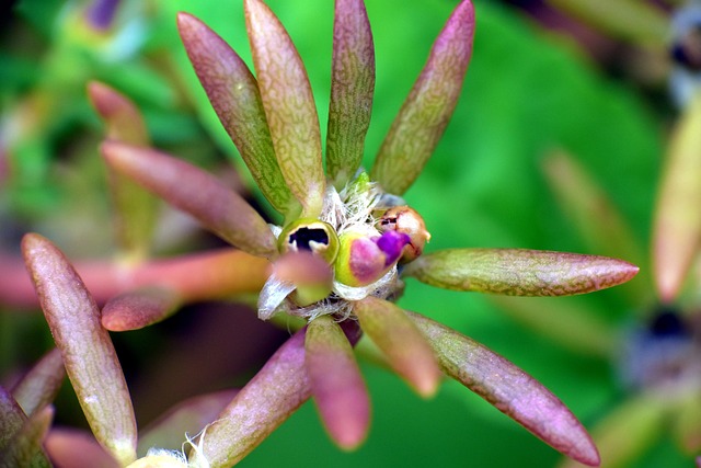 Hình ảnh minh họa ý nghĩa của từ cerebral peduncle