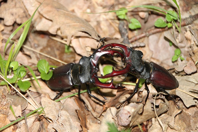 cervus